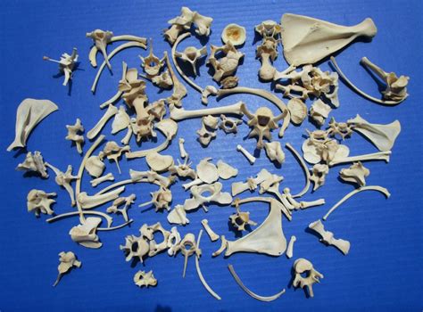 100 Assorted Tiny And Small Animal Bones For Crafts 12 To 6 Inches