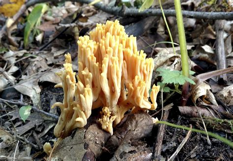 Minnesota Seasons Yellow Tipped Coral Fungus