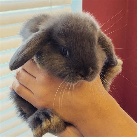 Holland Mini Lop Rabbits For Sale San Antonio Tx 307244