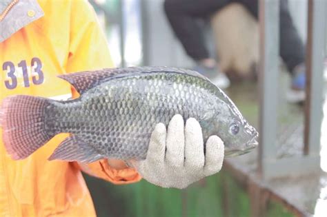 The Tilapia Fish Characteristics Cultivation Meat And Nutritional
