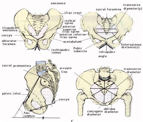 Hip And Leg Bone Diagram Printable Muscle Diagram Hip Muscle Anatomy