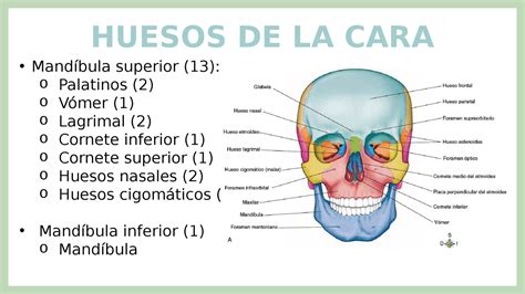 Resumen huesos de la cara Diapositivas de Anatomía Docsity