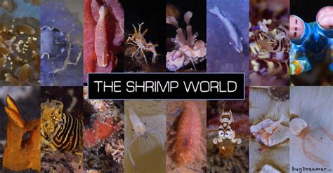 Shrimp World Take A Peek At Some Of The Worlds Tiniest Saltwater