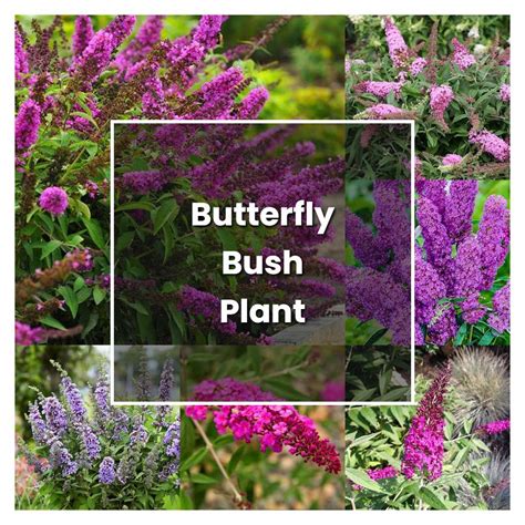 How To Grow Butterfly Bush Plant Plant Care And Tips Norwichgardener
