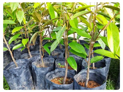 Beli bibit durian duri hitam (ochee) unggul & murah. Cita Tani Nursery (NS015495-D): Benih Durian Duri Hitam