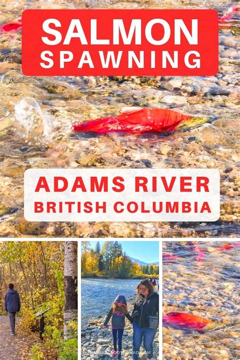 How to See the Adams River Salmon Run in British Columbia in 2019