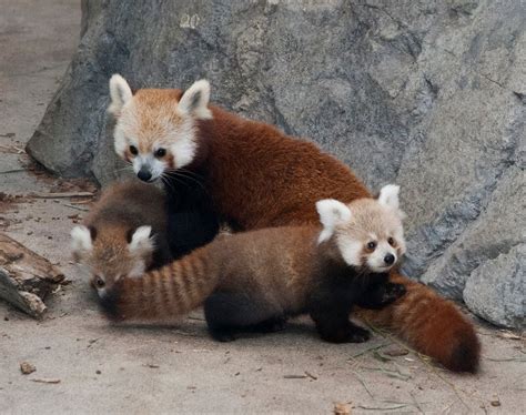 Super Punch Red Panda Cubs
