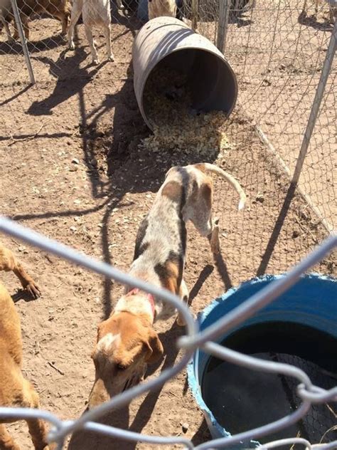 Jacqueline Vaughn 52 Mins Deming New Mexico Urgent Rescue Needed A