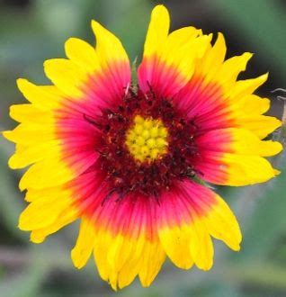 Florida greeneyes are attractive to many pollinators. Indian Blanket is an incredible Florida Native that ...