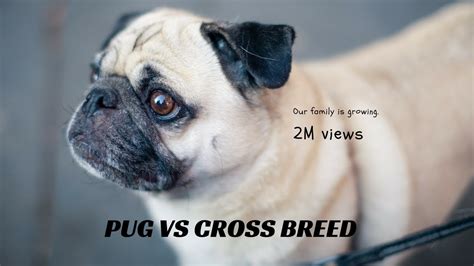 pug  cross breed pug youtube
