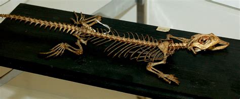 Lizard Skeleton At The Zoological Museum In Bologna Italy Curious
