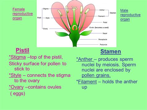 Parts Of A Flower Male And Female Reproductive System The Top Of The