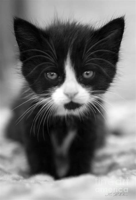 Black And White Kitten Photograph By Iris Richardson Fine Art America