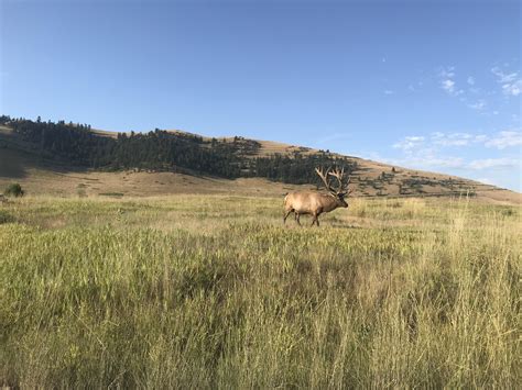 Giant Bull Elk On Protected Land Routdoors
