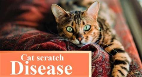 Cat Scratch Disease Cat Scratch Fever Could Your Cat Kill You