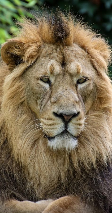 Majestic Lion About Wild Animals