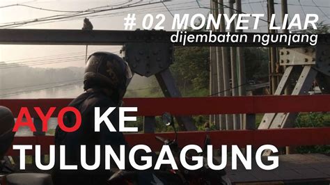 MONYET LIAR DI JEMBATAN NGUJANG PANTAI CEMORO SEWU TULUNGAGUNG