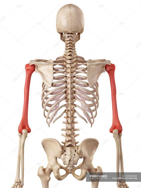 Human Humerus Bones Structure — Skeletal System Medical Illustration