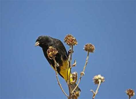 Black Siskin American Birds Birds Of India Bird World