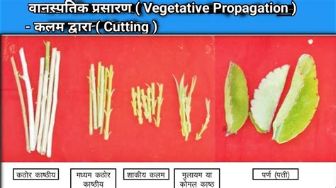 How To Grow Plant From Cuttings Root Cutting Leaf Cutting And Stem