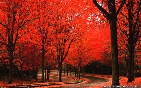 Bright Red Alley Beautiful Autumn Wallpapers 1680×1050