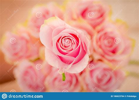 Close Up Of A Bouquet Of Pink Mondial Roses Variety Studio Shot Pink