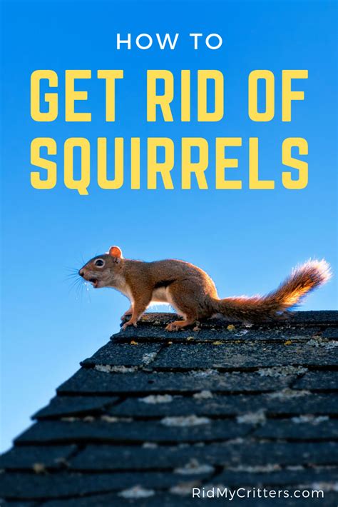 How To Get Rid Of Squirrels From Your Attic Garden Or Bird Feeder