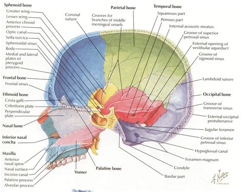Netter 003a Cranium Midsagittal Skull Anatomy Medical Anatomy Anatomy