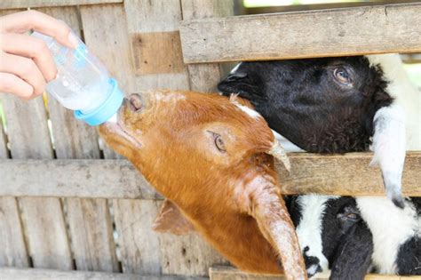 Premium Photo Farmer Feeding Milk To Farm Goat