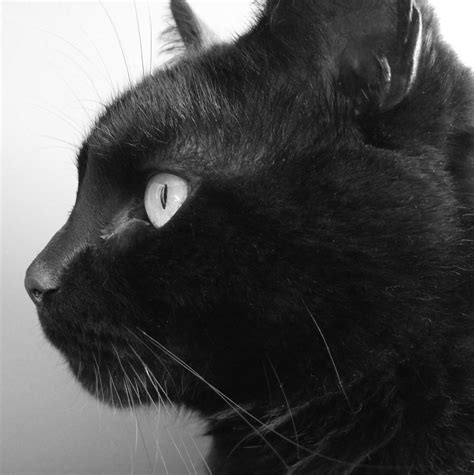 Blackcatfacesideview Cat Profile Cat Sketch Side View Of Face