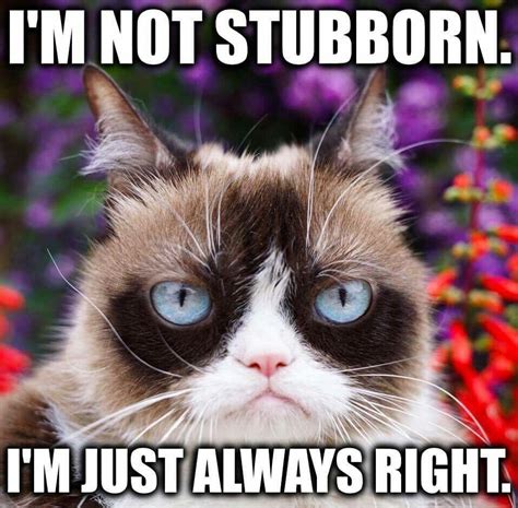 For Sure Funny Grumpy Cat Memes Grumpy Cat Humor Grumpy Cat Meme