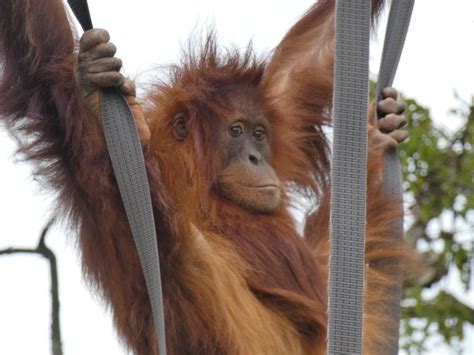 Young Female Sumatran Orang Utan Tuti Zoochat