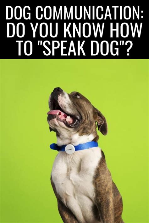 Dog Communication Do You Know How To Speak Dog How To Speak Dog