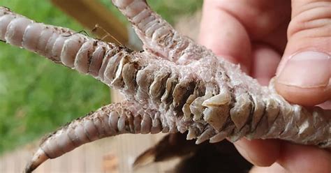 La Gale Des Pattes Chez Les Poules Bien L Identifier Et La Soigner