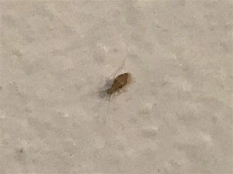 Is This A Bed Bug Its Very Small Like 1mm Found These Crawling On My