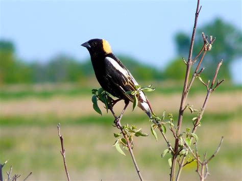 2022 Was A Big Year In Birding At The Fargo Birding Festival Audubon