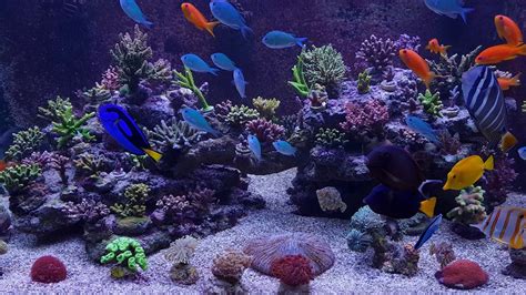 The Best 4k Aquarium Video Aquarium Live Wallpaper Aquarium 98c