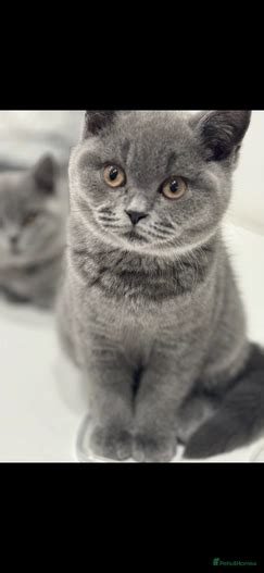 British Shorthair Kittens 3 Boys 2 Girls Gloucester Pets4homes