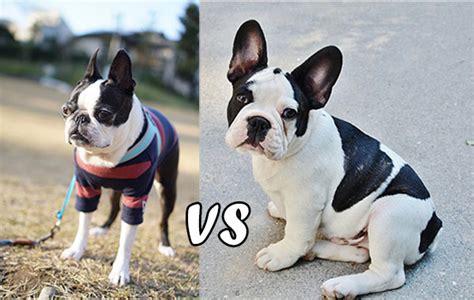 Boston Terrier Vs French Bulldog Uncovering The Similarities