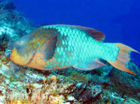 Rainbow Parrotfish Information And Picture Sea Animals