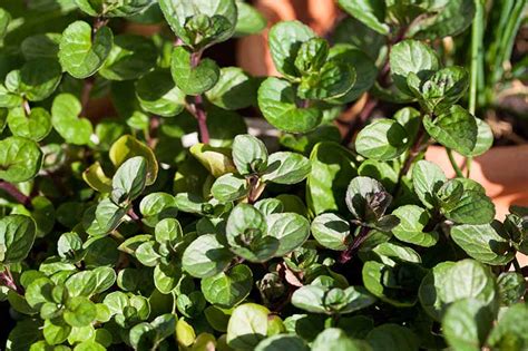 How To Grow And Use Chocolate Mint Gardeners Path
