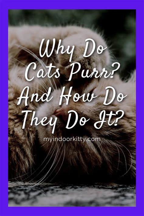 Why Do Cats Purr And How Do They Do It My Indoor Kitty