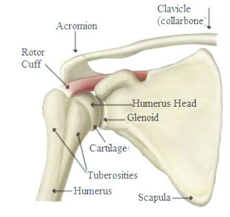 Diagram of the human shoulder joint. Shoulder joint bones (Courtesy Orthopedic surgery book ...