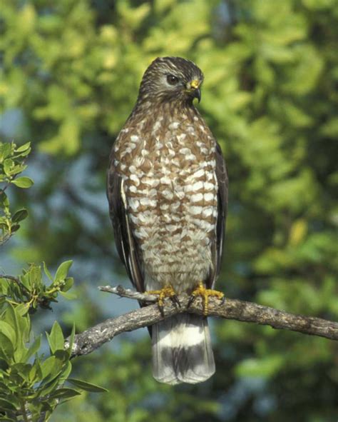 Broad Winged Hawk Audubon Field Guide