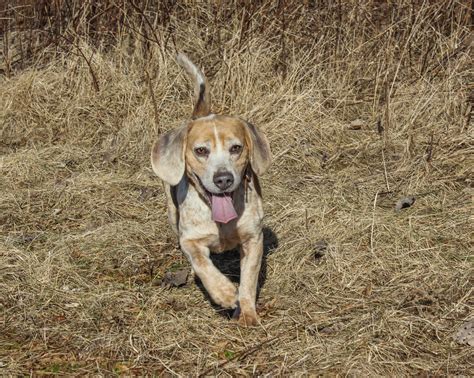 Rabbits & Beagles—An Old Hunt Made New - NSSF Let's Go Hunting