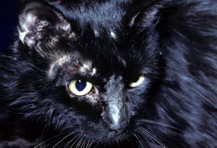The hair grows back within 12 months or less. Ringworm in Cats: Causes, Prevenetions and Cures