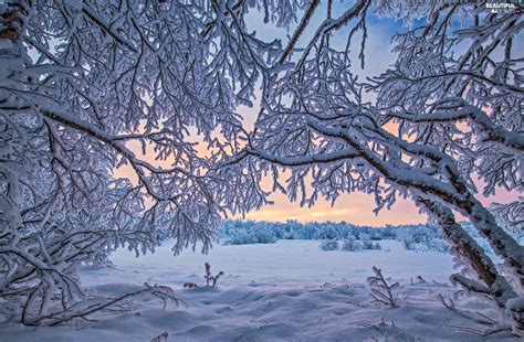 Winter Lapland Trees Inari Lake Finland Snowy Viewes Beautiful