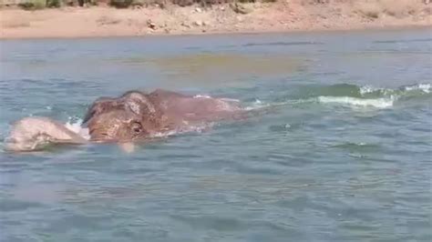 Dramatic Elephant Rescue Trapped In Fishing Net For Hours Majestic