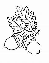Acorn Oak Coloring Leaves Leaf Drawing Template Acorns Getdrawings Coloringsky Sky sketch template