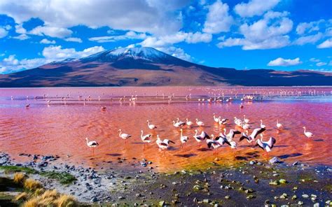 7 Naturally Beautiful Pink Lakes From Around The World Readers Digest